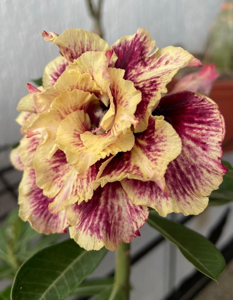 Rosa do Deserto Golden Faith - Imagem 2