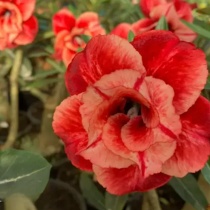 Rosa do Deserto Lm58