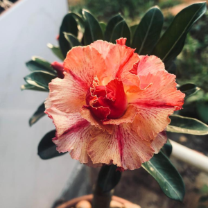 Rosa do Deserto Houston