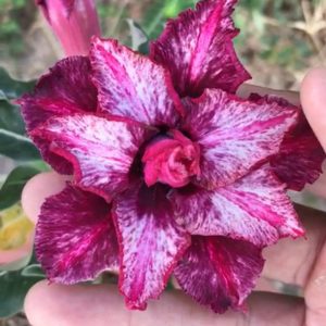 Rosa Do Deserto Moisés