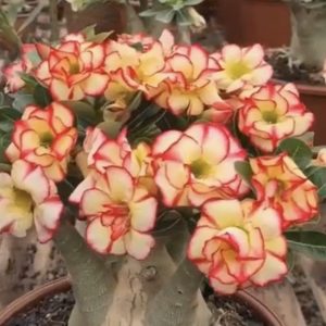 Rosa Do Deserto Tropical