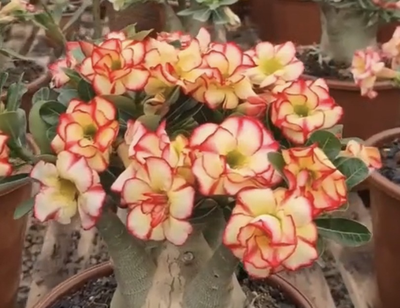 Rosa Do Deserto Tropical