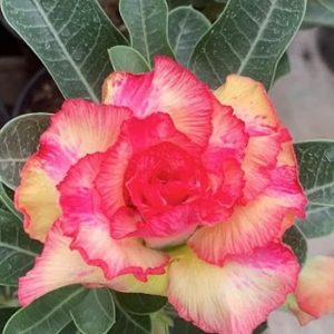 Rosa Do Deserto Neon