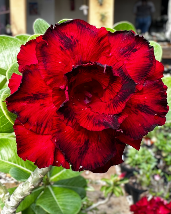 Rosa Do Deserto Amor de Mãe - Imagem 4