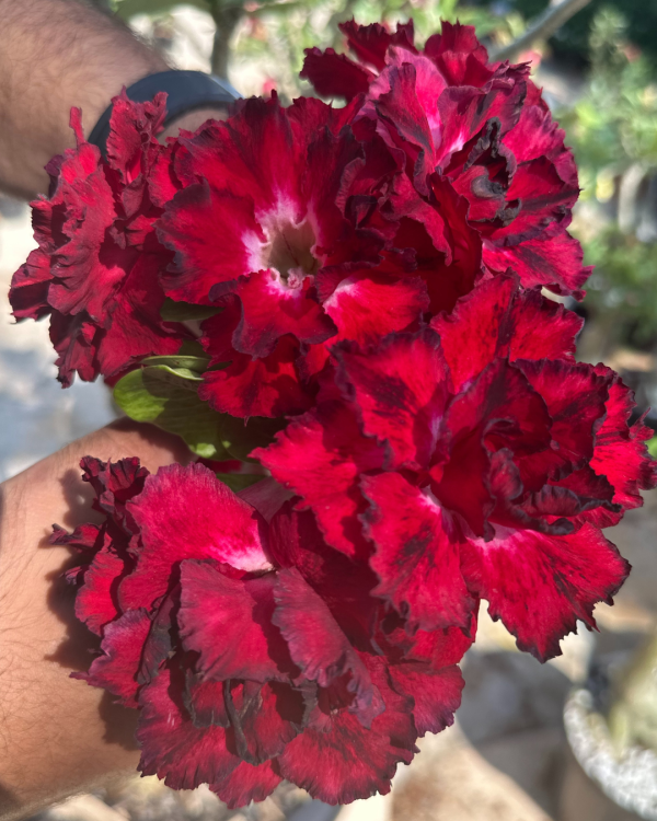 Rosa Do Deserto Amor de Mãe - Imagem 3
