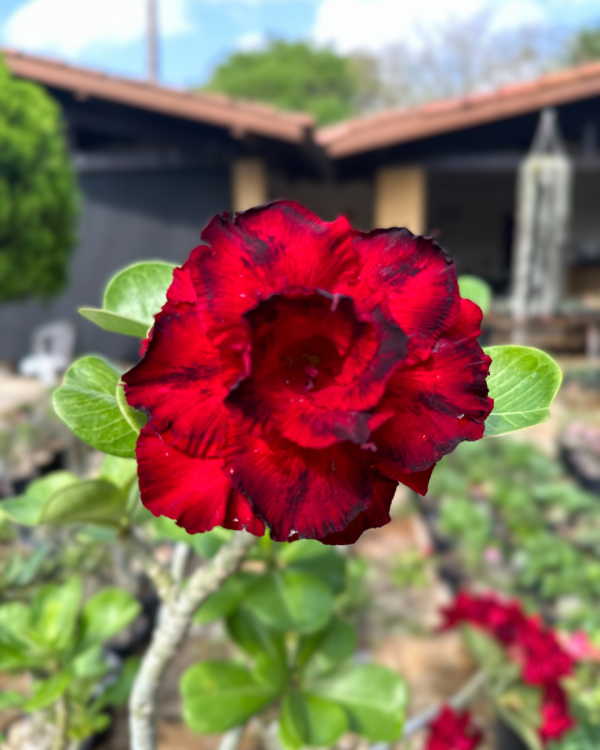 Rosa Do Deserto Amor de Mãe - Imagem 2