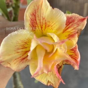 Rosa do deserto Perfect - TS 17