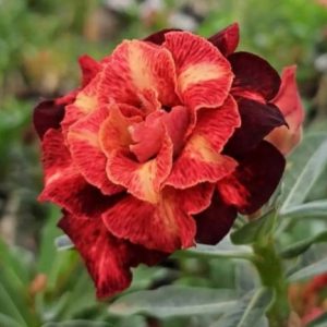 Rosa do Deserto Jayanti