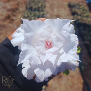 Rosa do Deserto Snow Pink