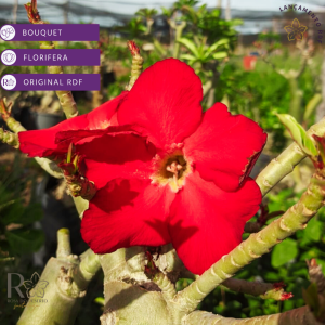 Rosa do Deserto Red Buquê