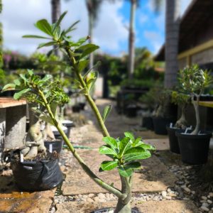 0605 07 Baobá Surprise