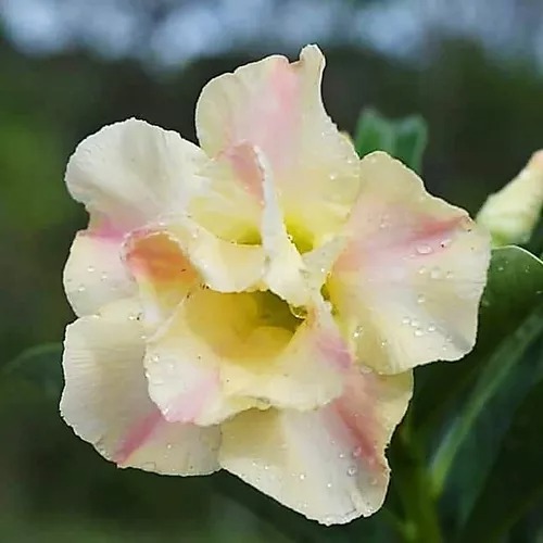 Podadinha - Rosa Do Deserto La Nina