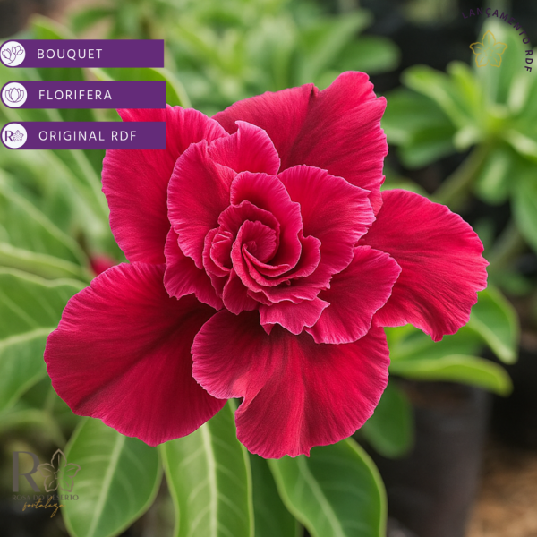 Rosa do Deserto Carmin