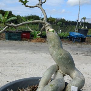 0506 20 Baobá id Misterioso viveiro