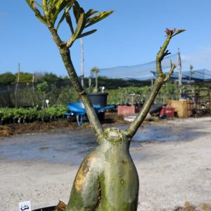 0506 13 Baobá Lilac viveiro