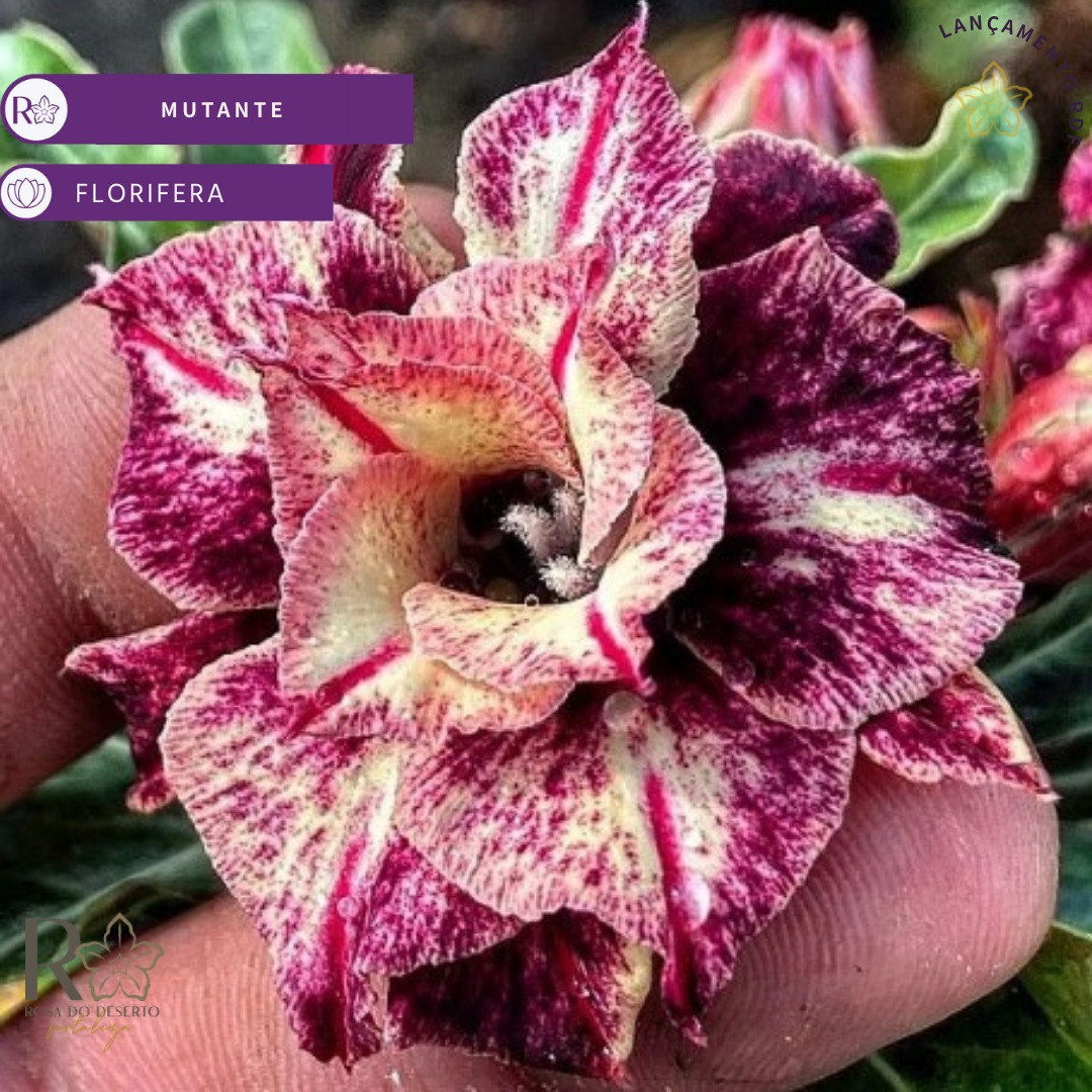 Baby - Rosa do Deserto Olive