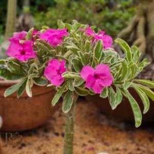 Baby - Rosa do Deserto Purple Flower Variegata