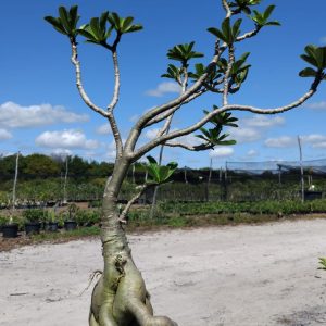 1606 04 Baobá Id Misterioso