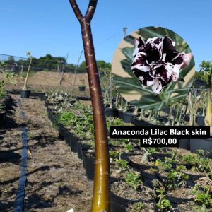 1606 01 Anaconda Lilac Black Skin