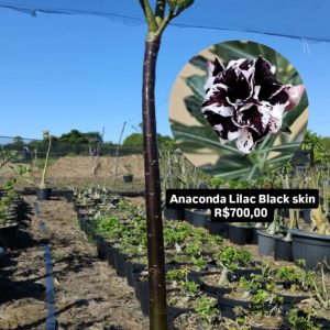 1606 02 Anaconda Lilac Black Skin