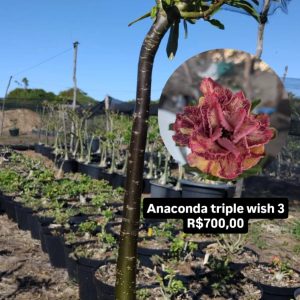 1606 03 Anaconda Triple wish 3 Black Skin