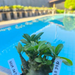 1806 07 Arabicum Nom Sod DD F2 12 meses