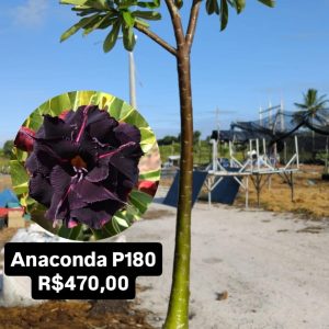 1906 04 Anaconda P180