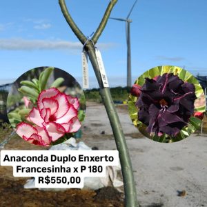 1906 03 Anaconda Duplo Enxerto Francesinha x P180