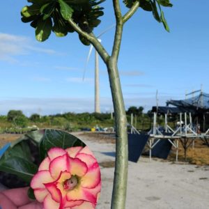 1906 02 Anaconda Tropical