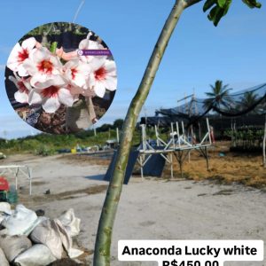 1906 01 Anaconda Lucky White