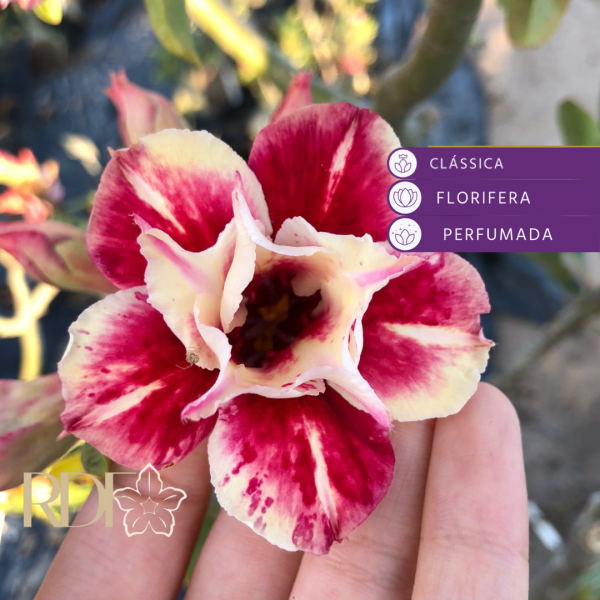 Rosa do Deserto Egg Roll