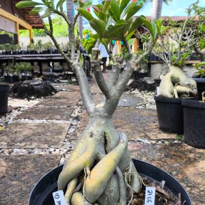 2106 04 Baobá Id Mistérioso