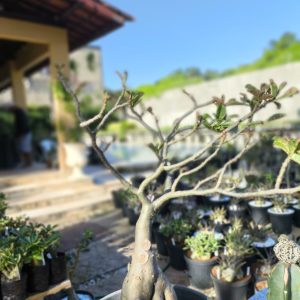 2306 08 Baobá Id Mistérioso