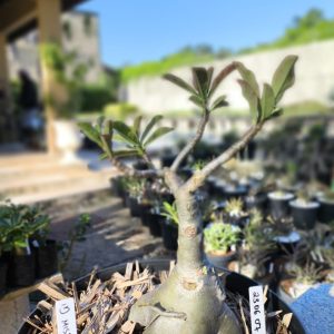 2306 07 Baobá Id Mistérioso