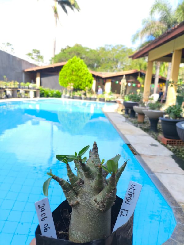 2406 06 Arabicum Ultron F2 12 meses