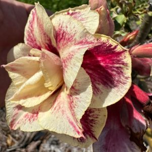 (Big Caudex) Podadinha - Rosa Do Deserto Chocolate II