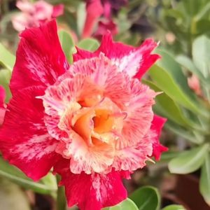 Baby - Rosa Do Deserto Kr 58