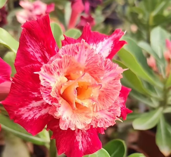 Baby - Rosa Do Deserto Kr 58