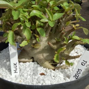 2005 01 Arabicum Hulk Adulta