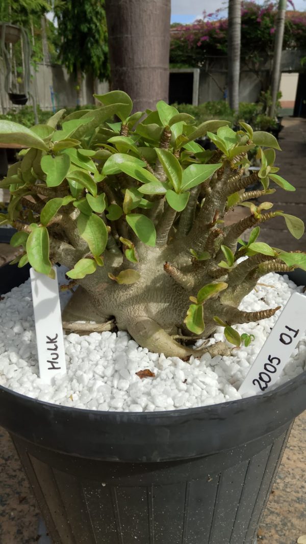 2005 01 Arabicum Hulk Adulta