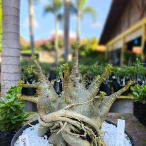 1504 03 Arabicum Dhofarense  Adulta