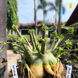 2905 02 Arabicum Cartepilar  Adulta