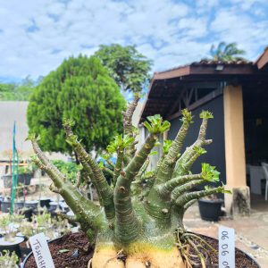 0606 09 Arabicum Tomahawk  Adulta