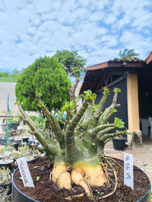 0606 09 Arabicum Tomahawk  Adulta