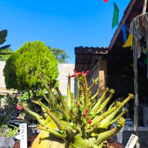 1106 01 Arabicum Dynamo Adulta