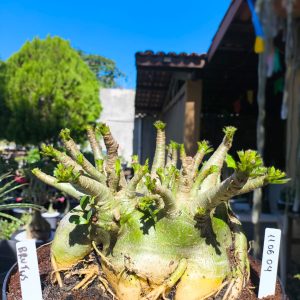 1106 04 Arabicum Brutos Adulta