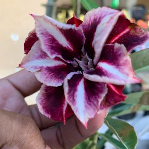 Baby - Rosa do Deserto Metaverso