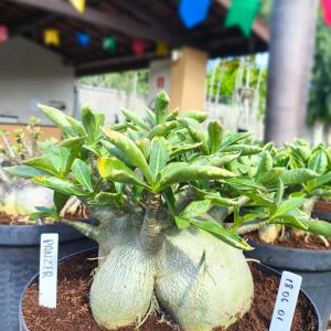 1806 01 Arabicum Panzer Variegata Tigrada Adulta