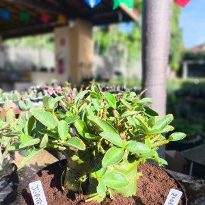 2106 02 Arabicum Júpiter Variegata Tigrada Adulta