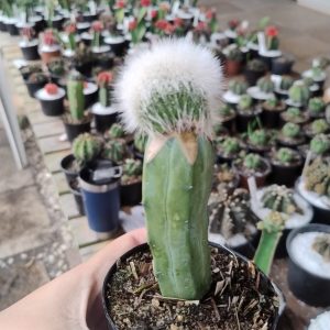 Cacto Mammilaria Plumosa Cristata